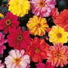 Dobies Value Flower Seed Collection - September-October