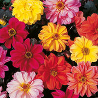 Dobies Value Flower Seed Collection - September-October