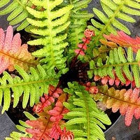 Doodia aspera Plant - Rough Ruby
