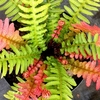 Doodia Plants - Rough Ruby