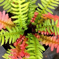 Doodia Plants - Rough Ruby