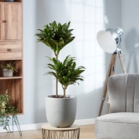 Dracaena (Dragon Tree) Fragrans Compacta