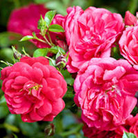 Drfit Rose Plants - Red