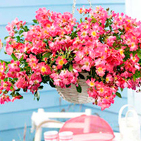 Drift Rose Plants - Coral Pink