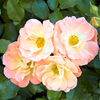 Drift Rose Plants - Peach