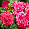 Drift Rose Plants - Red