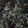 Drimys Plant - Lanceolata