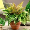 Dryopteris erythrosora Plants