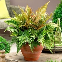 Dryopteris erythrosora Plants