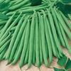 Dwarf Bean Primavera