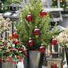 Dwarf Christmas Tree