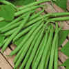 Dwarf French Bean Canzone Seeds
