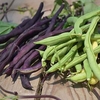 Dwarf French Bean Duo Mix