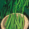 Dwarf French Bean Plants - Ferrari