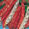 Dwarf French Bean Seeds - Borlotto Firetongue