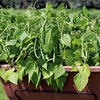Dwarf French Bean Seeds - Mascotte F1