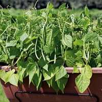 Dwarf French Bean Seeds - Mascotte F1