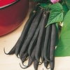 Dwarf French Bean Seeds - Purple Teepee