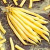 Dwarf French Bean Seeds - Rocquencourt