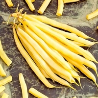 Dwarf French Bean Seeds - Rocquencourt