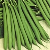Dwarf French Bean Seeds - Stanley