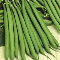 Dwarf French Bean Seeds - Stanley