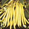 Dwarf French Bean Seeds - Valdor