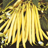 Dwarf French Bean Seeds - Valdor