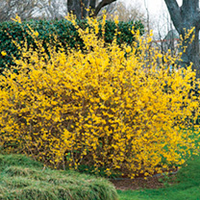 Early Spring Colour Plants - Collection