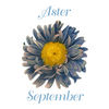 Earrings Clip-on - September