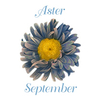 Earrings Pierced - September
