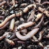 Earthworms (average 100)
