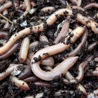 Earthworms (average 100)
