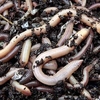 Earthworms (average 100)