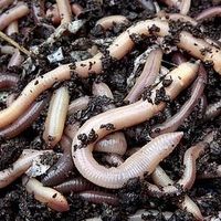 Earthworms (average 100)