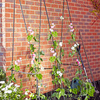 Easy Flower Grow Frame - 2.4 x 1.2m