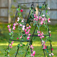 Easy Flower Grow Frame + FREE Sweet Pea Seeds