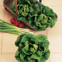 Easy-to-Grow Veg Collection