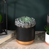 Echeveria Curly Pearl