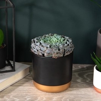 Echeveria Curly Pearl