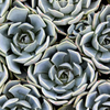 Echeveria lilacina Plant