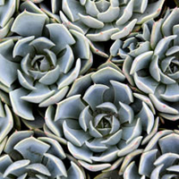 Echeveria lilacina Plant