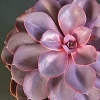 Echeveria Purple Pearl - Shine like a Pearl