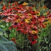 Echinacea Cheyenne Spirit