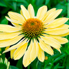 Echinacea Plant - Chiquita