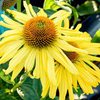 Echinacea Plant - Daydream