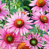 Echinacea Plant - Green Eyes