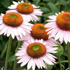 Echinacea Plant - Hope