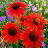 Echinacea Plant - Hot Lava