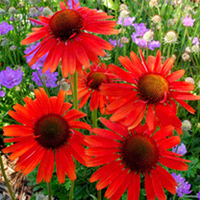 Echinacea Plant - Hot Lava
